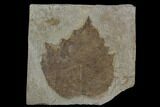 Fossil Sycamore Leaf (Platanus) - Nebraska #130425-1